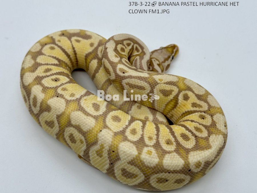 BANANA PASTEL HURRICANE HET CLOWN FM